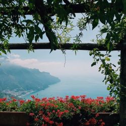 wildflowers blooming on coast