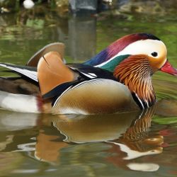 diverse wildlife at larnaca lake