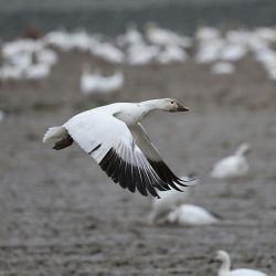 top autumn migration birding destinations