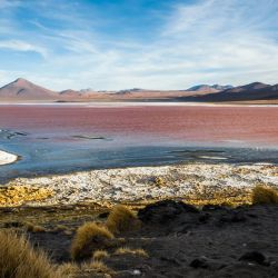 flamingos visit larnaca s salt rich habitat