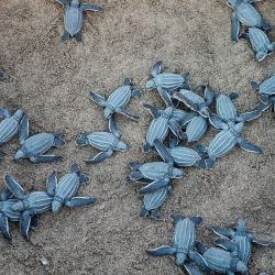 top turtle nesting beaches