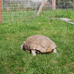turtle conservation sanctuary guidelines