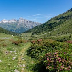 wildflower season persephone trail tips