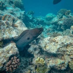 moray eel dive sites