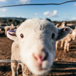 agrarian immersion in cyprus