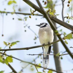 birdwatching in nicosia s urban parks