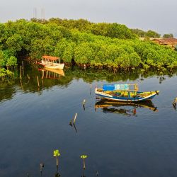 top mangrove wetland photos