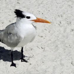 support beach conservation efforts