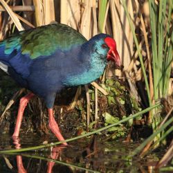 paphos akrotiri marsh birdwatching times