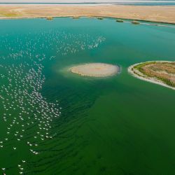 photograph flamingos at larnaca salt lake