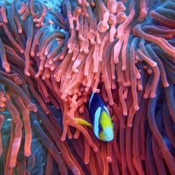 mastering underwater photography workshops