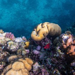 unique reef marine biodiversity