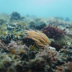esplorare l'ecosistema marino di cipro