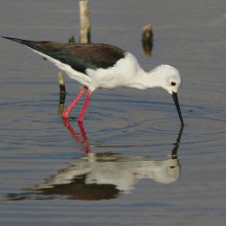 beginner friendly wetland bird watching