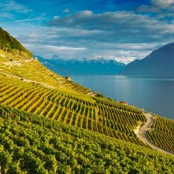 mountain village wine festivals