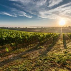 exploring limassol s wine culture