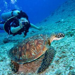 cyprus s premier diving destinations