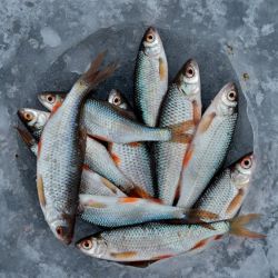 larnaca s top seafood market restaurants