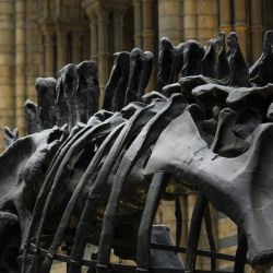 discover roman antiquities in museum