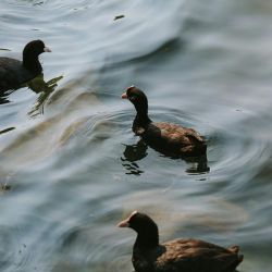 birdwatching destination oroklini lake larnaca