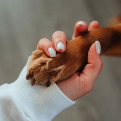 pet friendly lodging in nicosia