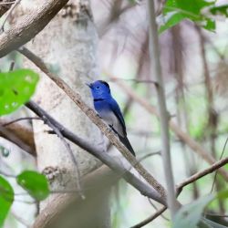 spring birding cyprus mountain paradise