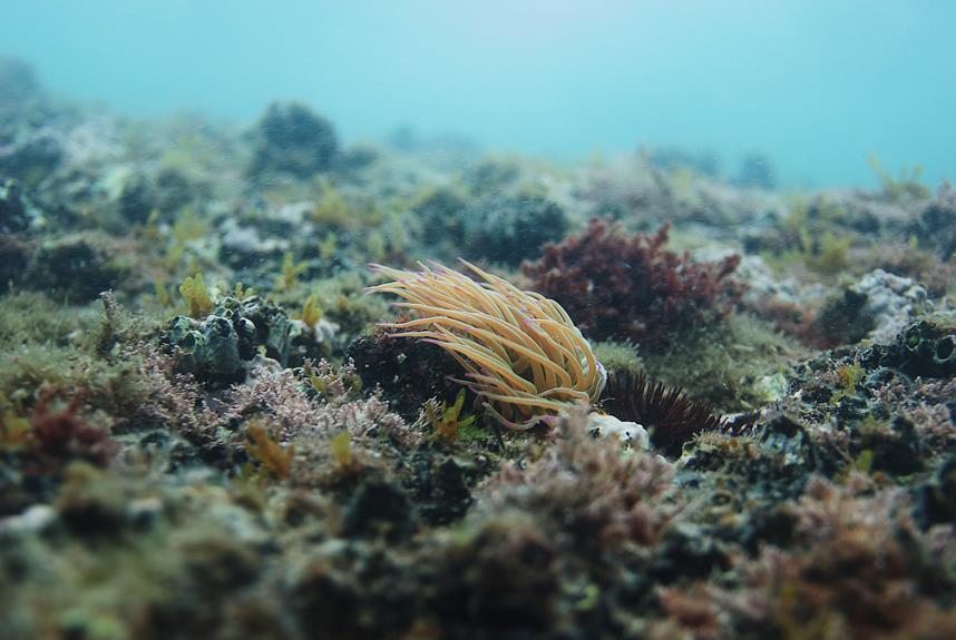 exploración del ecosistema marino chipriota