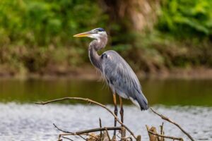 larnaca s Vogelbeobachtungsparadies