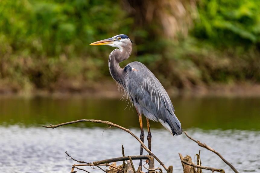 larnaca s Vogelbeobachtungsparadies