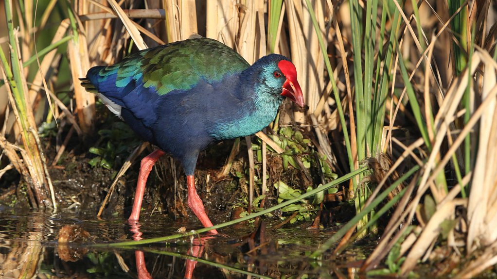 accessible natural birdwatching reserves in cyprus