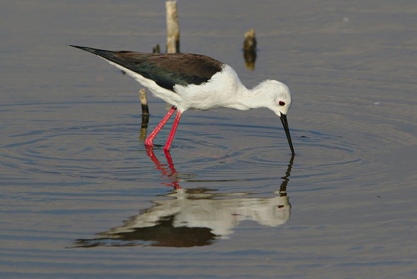 beginner friendly wetland bird watching