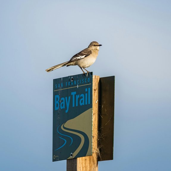 bird species mountain gorge trails