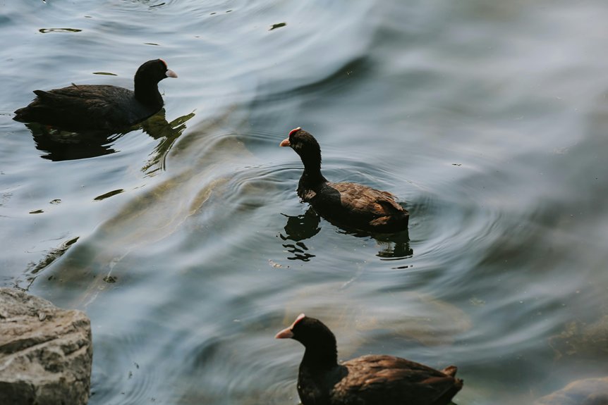 birdwatching destination oroklini lake larnaca