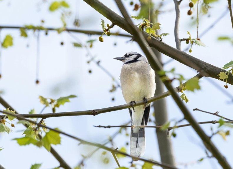 birdwatching in nicosia s urban parks