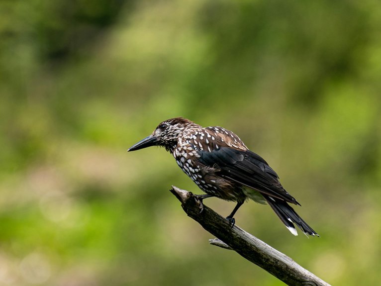 exceptional avian diversity mild winters