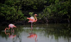 flamingo numbers at larnaca lake
