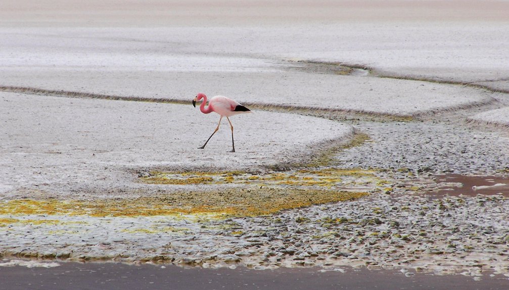 flamingo salt lake walk larnaca