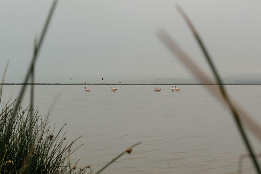 flamingo watching in larnaca