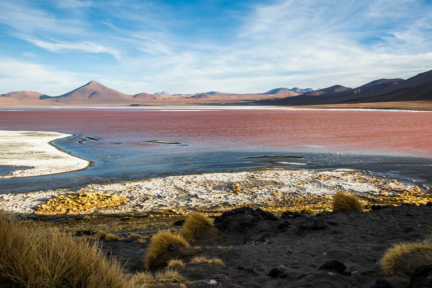 flamingos visit larnaca s salt rich habitat