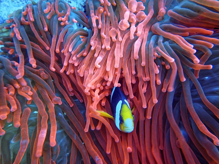 mastering underwater photography workshops