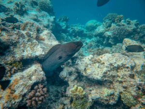 moray eel dive sites