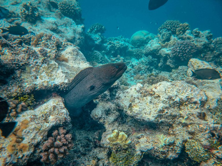 moray eel dive sites