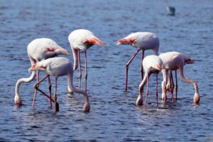 observe breeding greater flamingos larnaca