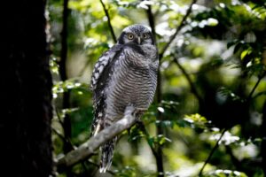 paphos forest owl spotting locations