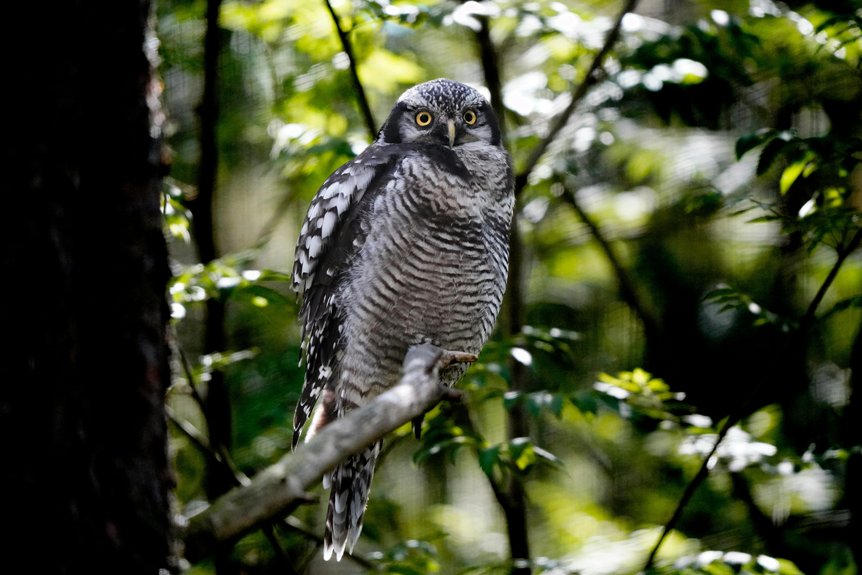 paphos forest owl spotting locations