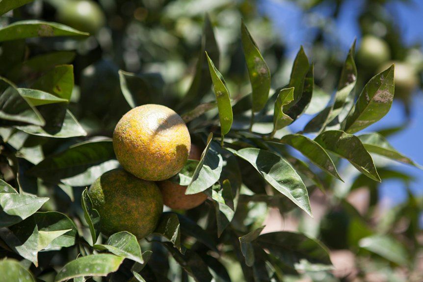 peaceful natural plant filled walks in cyprus