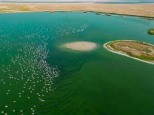 photograph flamingos at larnaca salt lake