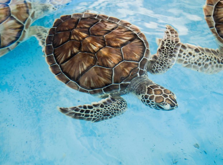 protect endangered sea turtles cyprus