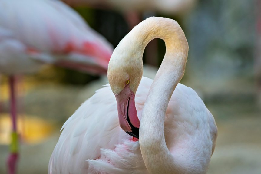 protect flamingos at larnaca