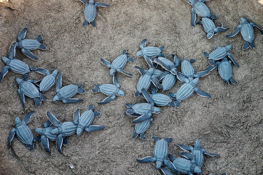 protecting endangered turtle nesting habitats